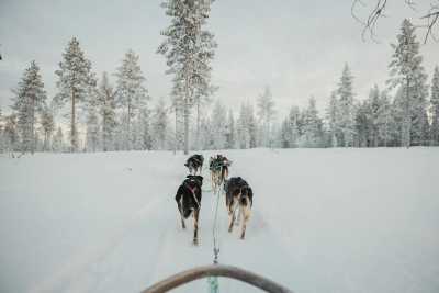 Finland - Levi - All I nclusive Lapland 360° - Snowmobile, Polar Lights, Husky, Sauna, and Many More! :) - 3