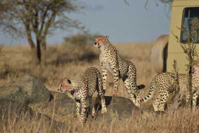 Tansania - Serengeti National Park - 4 Day Group Safari to Tarangire, Serengeti & Ngorongoro Crater - 1
