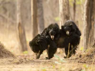 India - Bandhavgarh National Park - India Tiger Safari & Wildlife Photography Expedition | Bengal Tigers & Asiatic Lions - 2