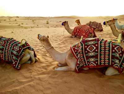 Vereinigte Arabische Emirate - Desert Safari Dubai - Vibrant Dubai Experience: Ultimate Desert Safari with BBQ, Dune Bashing, Dinner Cruise, Old Souks, Burj Khalifa Fountain & More - 1