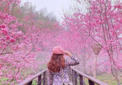 Taiwan - Alishan - 🇹🇼 Taiwan by Rail: 16 Days of Cherry Blossoms, Culture, & Coastal Views 🏮 (PRIVATE ROOMS) - 3