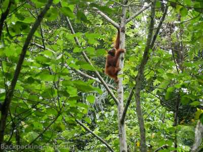 Indonesien - Ketambe Trek & Orangutan Explore - 🇮🇩 Indonesien Wildes Sumatra - 15 Tage einzigartige Orang Utan Abenteuerreise 🏞️🐒🌿🏝️ - 1