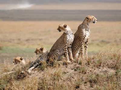 Tanzania - Tarangire National Park - Tanzania: following the great migration - 3