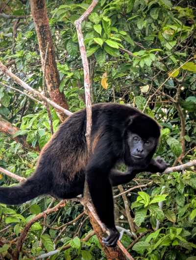 Panama - Panama City - PANAMA - Das Paradies zwischen zwei Ozeanen: Entdecke Panamas unberührte Vielfalt in 10 Tagen 🦥🌴 - 4