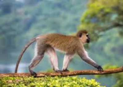 Uganda - Jinja - Uganda: Self drive 4x4 Land Cruiser 🦍🌿Gorilla & Rhino tracking! Coffee, Waterfalls & Hikes 🇺🇬 - 3