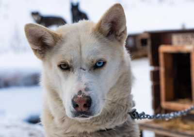 Norwegen - Kvaløya - 2026 Tromsø Winter Expedition: Ice Floating in Arctic Lakes 🧊 Whale Spotting 🐋 Reindeers & Huskies 🦌🛷 Northern Lights 🌌✨ Fjords 🏔️ - 2