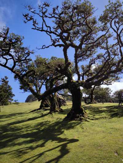 Portugal - Fanal Forest - 🏝️Ultimate winter escape in Madeira ☀️ Canyoning tour, hikes and more 🌊 - 1