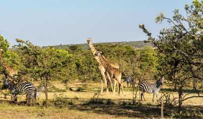 Kenya - Maasai Mara National Reserve - Magical Adventure to Kenya's Masai Mara Lodge & Lake Naivasha - Midrange Budget - 4