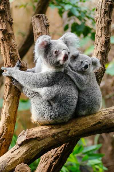 Australia - Wildlife Habitat - 🐊🪸 Ancient Daintree meets The Great Barrier Reef: A Week in Port Douglas, Australia 🐢🇦🇺 - 1
