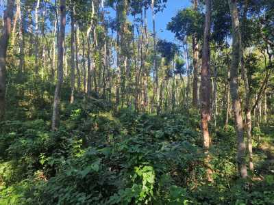 Bangladesch - Sreemangal - Bangladesh Adventure – Between Rivers, Tea Hills & Ancient Cities - 5