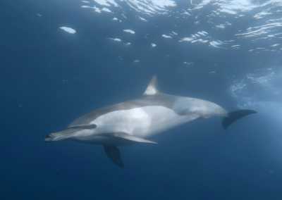 South Africa - Mdumbi - 🇿🇦 South African Sardine Run Expedition - 1 Week INSIDE a Nature Documentary 🐬 - 16