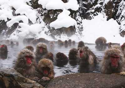 Japan - Jigokudani Yaen-Koen - 🇯🇵Japan Trip To The Future :Food, Culture, Snow & Wildlife - 1