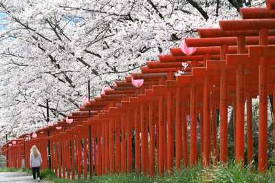 Japan - Kyoto - JAPAN HIGHLIGHTS TOUR 12 Days EXCLUSIVE with train pass🔴! Cherry Blossom and more in 2026. - 1