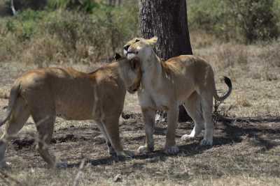 Tansania - Ngorongoro Crater - 4 Day Group Safari to Tarangire, Serengeti & Ngorongoro Crater - 2