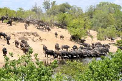 South Africa - Skukuza - Südafrika: das atemberaubende Kap trifft auf das Biospähren-Reservat Blyde - Krüger - 1