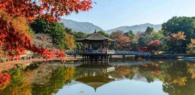 Japan - Nara - Tokyo Thrill: Tuning, Nightlife & Tradition: Dein ultimates authentisches Japan-Erlebnis 🇯🇵🏎️🗾🏯🏮🎎🍜 - 1