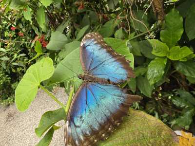 Panama - El Valle de Antón - PANAMA - Das Paradies zwischen zwei Ozeanen: Entdecke Panamas unberührte Vielfalt in 10 Tagen 🦥🌴 - 5