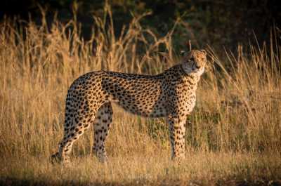 South Africa - Dinokeng Game Reserve - 7 Days South Africa Big Five Safari & Wildlife Photography Expedition!