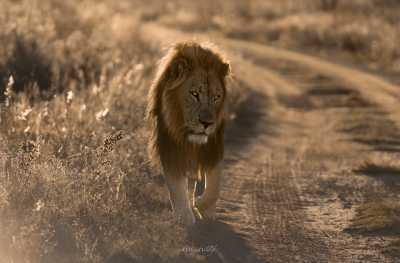 South Africa - Dinokeng Game Reserve - 7 Days South Africa Big Five Safari & Wildlife Photography Expedition!