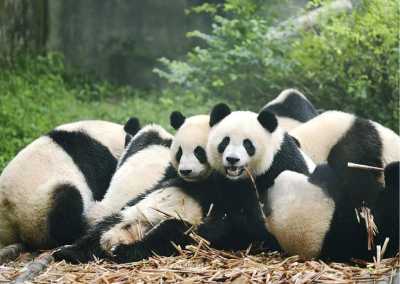 China - Chengdu - Exploring Western China: Cities, Rivers, Sacred Peaks and Tibet experience in Sichuan - 4