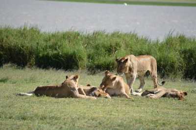 Tansania - Ngorongoro Crater - 4 Day Group Safari to Tarangire, Serengeti & Ngorongoro Crater - 1