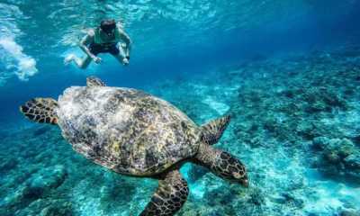 Indonesia - Gili Trawangan - Lombok, Indonesia 3 Gili Islands Excursions, Cheers and Relaxing ☀️ - 5