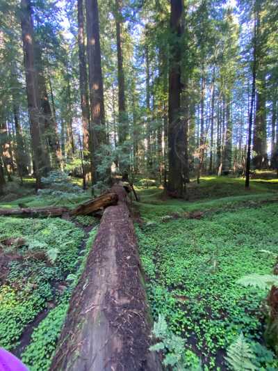 Vereinigte Staaten - Fortuna - Pacific Coast Road Trip: 5-Day Scenic Adventure from Seattle to San Francisco - 2