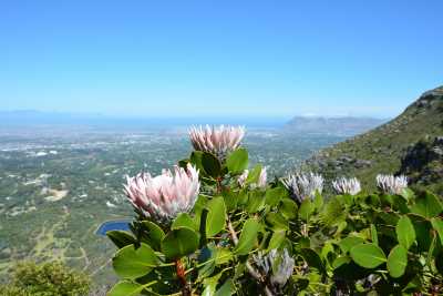 Südafrika - Cape Town - 🌞Ultimate 10-Day South Africa Road Trip🇿🇦Cape Town & The Garden Route – 🌊Adventure, Nature & Epic Vibes! - 13