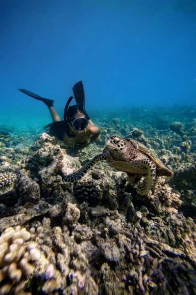 Maldives - Vaavu Atoll - Maldives Off the Beaten Path – Dive into this destination like never before. Local concert, food experiences, unforgettable beaches, snorkeling with sharks, stingrays, dolphins and turtle - 1