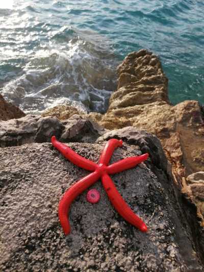 Montenegro - Budva - 🤿  Montenegro Sea Life Adventures with a Local - Freediving, Boat trip, BBQ, Hidden Gems (Guided trip) - 5