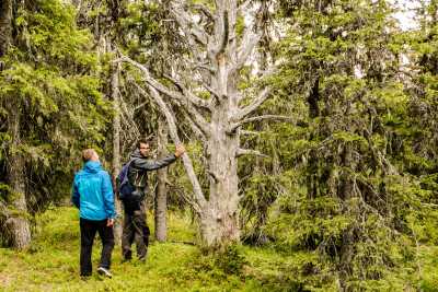 Schweden - Storberg Fjällgård AB - Discover the wilderness of Swedish Lapland - 2