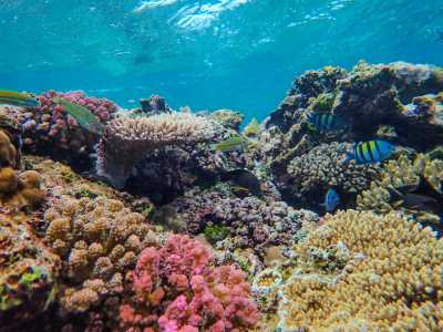 Australia - Great Barrier Reef - 🌴🪸 Daintree to Great Barrier Reef: A Co-Working Retreat in Port Douglas, Australia 🐠🇦🇺 - 15