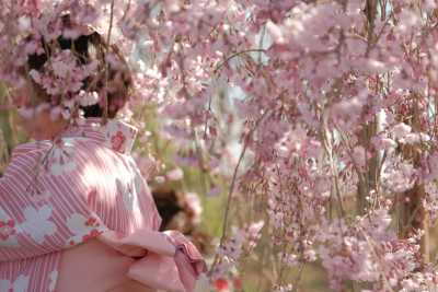 Japan - Osaka - 🌸 Nature, Historical and Cultural Experience in Osaka-Kyoto-Nagoya-Tokyo | Made for Ghibli Fan! - 4