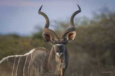 South Africa - Dinokeng Game Reserve - 7 Days South Africa Big Five Safari & Wildlife Photography Expedition!