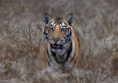India - Bandhavgarh National Park - India Tiger Safari & Wildlife Photography Expedition | Bengal Tigers & Asiatic Lions - 1
