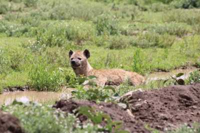 Tansania - Ngorongoro Crater - 4 Day Group Safari to Tarangire, Serengeti & Ngorongoro Crater - 3