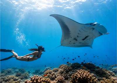 Indonesia - Labuan Bajo - WHALE SHARKS TO KOMODO DRAGONS LIVEABOARD EXPEDITIONS - 1