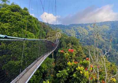 Ruanda - Nyungwe National Park - RWANDA! Self-drive 4x4 landcruiser 🐒🦍🍃 Chimpanzee tracking, Canopy walk, Tea plantation, Volcanoes National park 🇷🇼 - 2