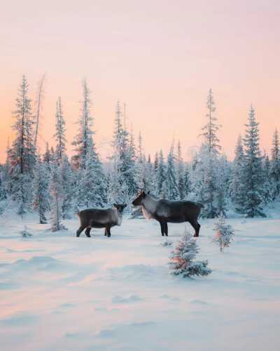 Finnland - Levi - Ski Trip to Lapland: See Northern Lights, Ride Husky Sleds and Try Ice-Swimming