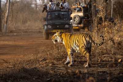 India - Ranthambore National Park - 9-Day India: Holi, Tigers & Beyond the Golden Triangle - 3