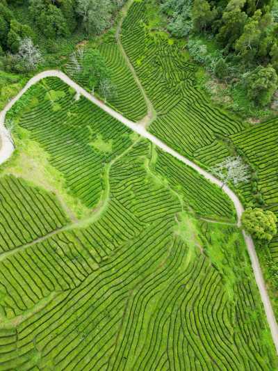 Portugal - Gorreana Tea Factory - 🇵🇹 Epic Adventure in Azores🌊🌿🌄 8 days in Sao Miguel Island - 1