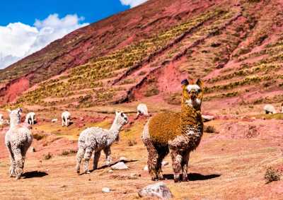 South America - Palccoyo Rainbow Mountain - 🌎 THE ANDES AWAKENING: Peru to Bolivia Expedition - 2