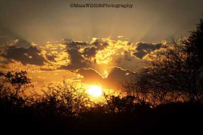 South Africa - Dinokeng Game Reserve - 7 Days South Africa Big Five Safari & Wildlife Photography Expedition!