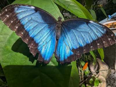 Panama - El Valle de Antón - PANAMA - Das Paradies zwischen zwei Ozeanen: Entdecke Panamas unberührte Vielfalt in 10 Tagen 🦥🌴 - 8