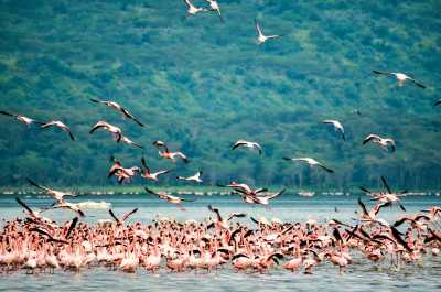 Kenia - Lake Nakuru National Park - Kenyan Wonders Safari: All inclusive Maasai Mara, Lake Nakuru, Amboseli and Nairobi Adventure - 2