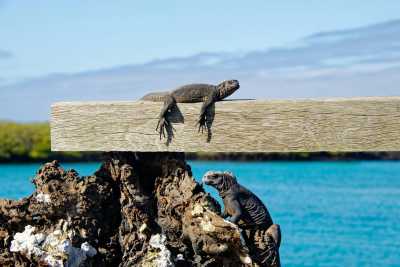 Ecuador - 🇪🇨 Best of Galapagos Islands 🏝🦎🦈🐧 ALL INCLUSIVE! - JoinMyTrip