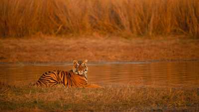 India - India Tiger Safari & Wildlife Photography Expedition | Bengal Tigers & Asiatic Lions - JoinMyTrip