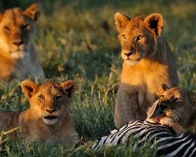 Tansania - Ngorongoro Crater - 5 Days Tanzania Safari to Lake Manyara, Serengeti and Ngorongoro Crater