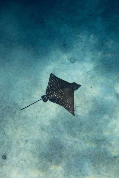 Maldives - Thulusdhoo - Maldives Off the Beaten Path – Dive into this destination like never before. Local concert, food experiences, unforgettable beaches, snorkeling with sharks, stingrays, dolphins and turtle - 6