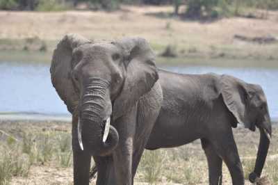 South Africa - Satara Rest Camp - Südafrika: das atemberaubende Kap trifft auf das Biospähren-Reservat Blyde - Krüger - 10